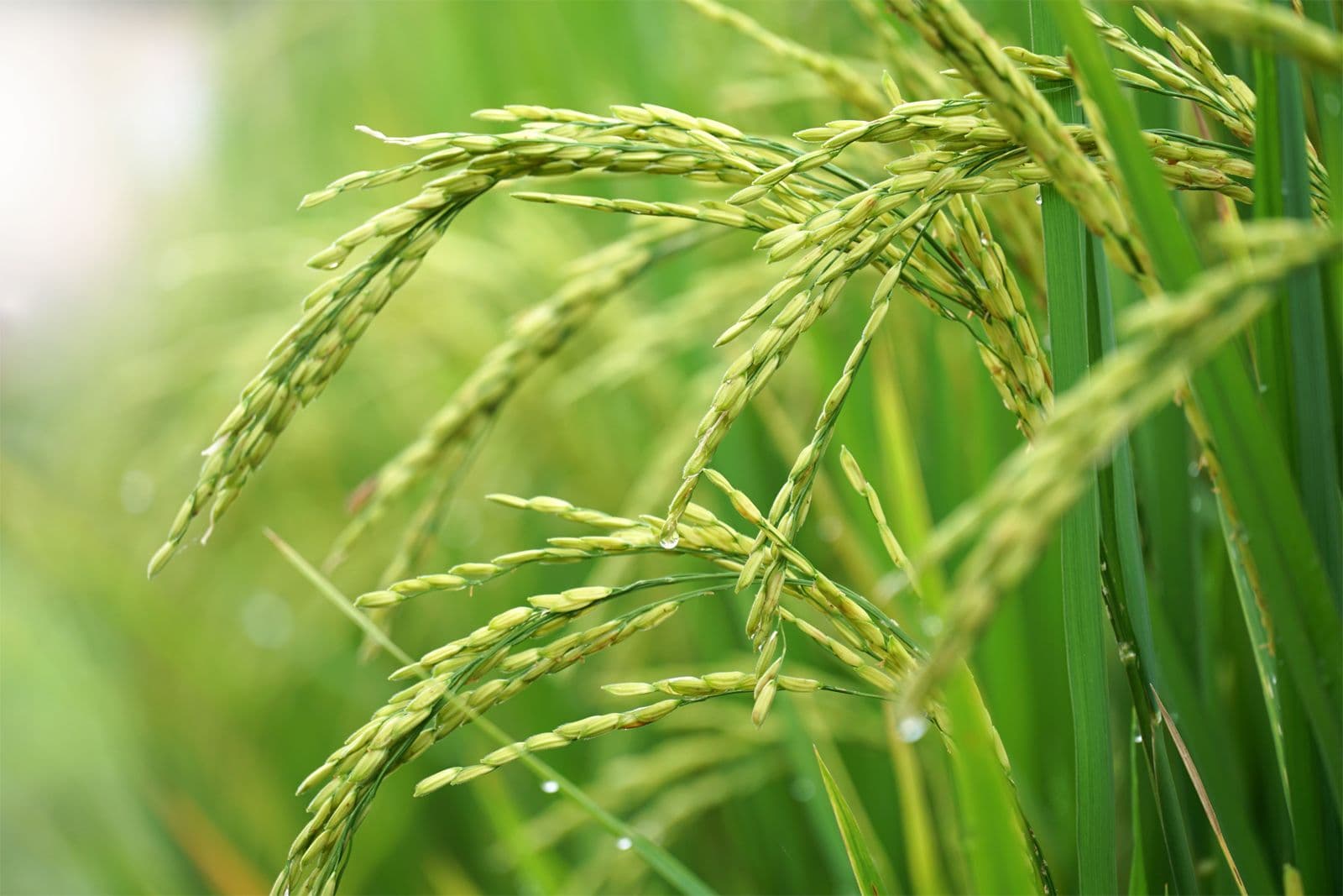 Rice - Sheath Blight
